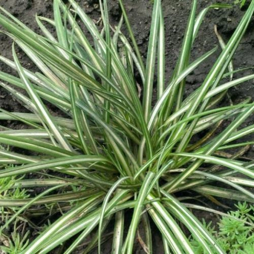 Осока Морроу Veriegata 15-20 см Осока Морроу Veriegata 15-20 см