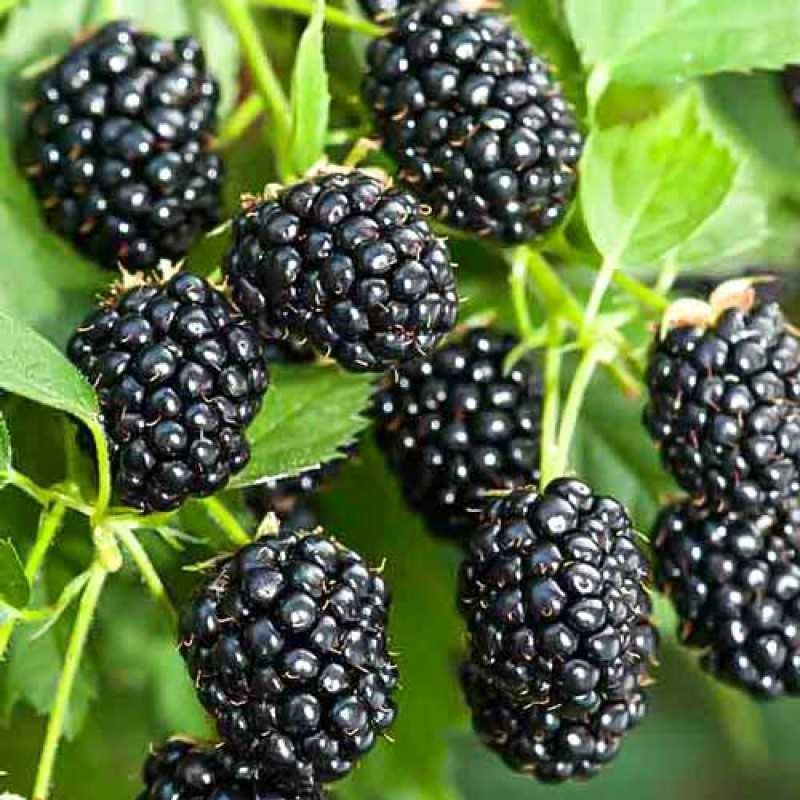 Ежевика Валдо бесшипная Ежевика Валдо бесшипная