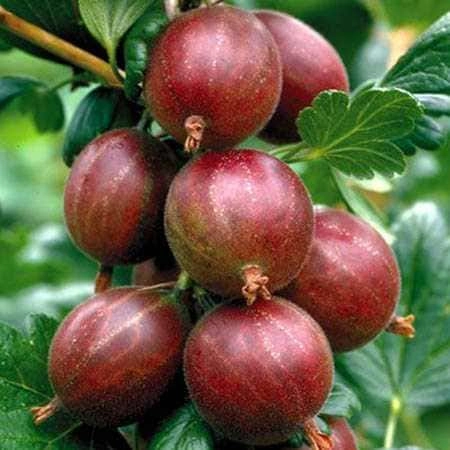 Крыжовник Спайнфри С2 Крыжовник Спайнфри С2