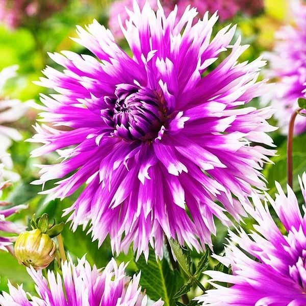 Георгина Table Dancer (уп. 1 шт) Георгина Table Dancer (уп. 1 шт)