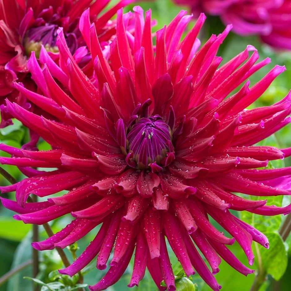 Георгина Orfeo (уп. 1 шт) Георгина Orfeo (уп. 1 шт)