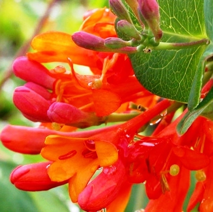 Жимолость декоративная красная Брауна Жимолость декоративная красная Брауна