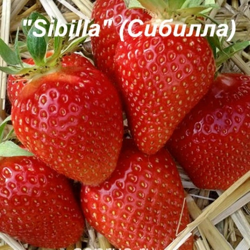 Клубника Сибилла Клубника Сибилла