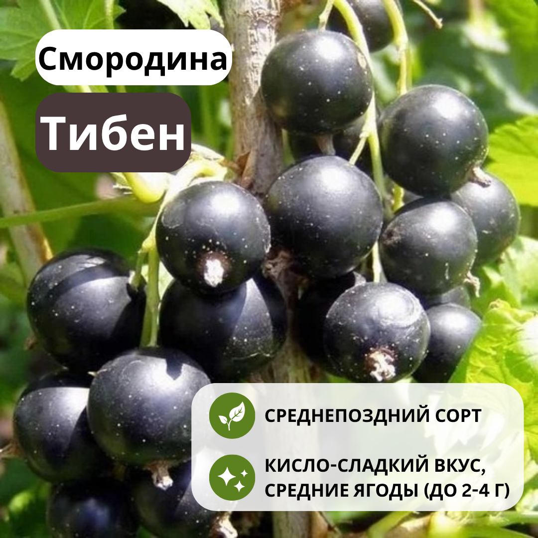 Смородина Тибен черная С3 Смородина Тибен черная С3