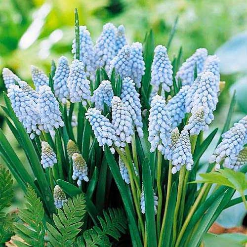 Мускари Valerie Finnis Мускари Valerie Finnis