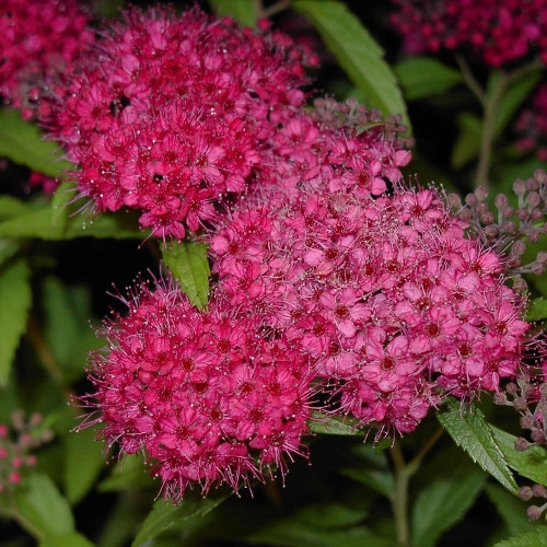 Спирея Antony Waterer Спирея Antony Waterer