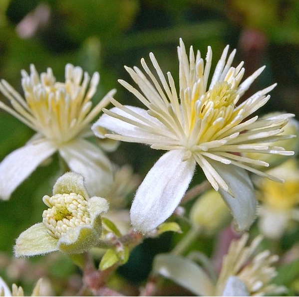 Клематис Витальба Клематис Витальба