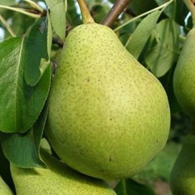 Груша Вродлива (однолетка)