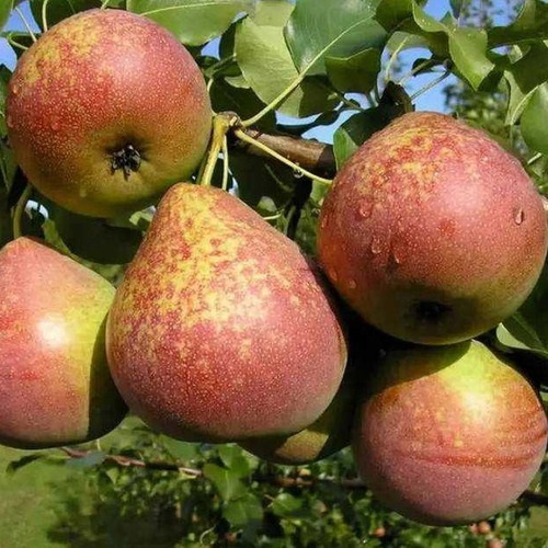 Груша Мраморная Груша Мраморная