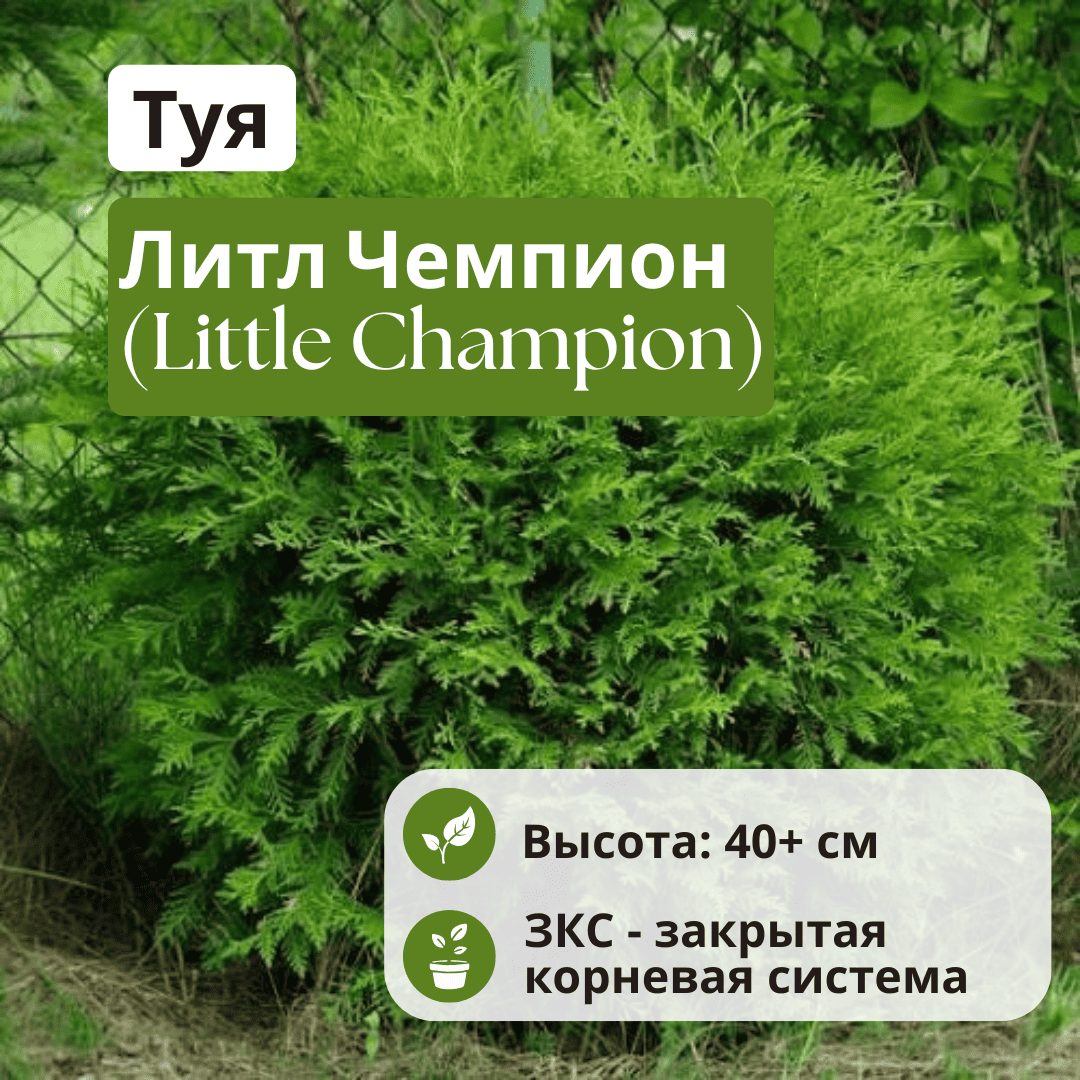 Туя Литл Чемпион (Little Champion) шаровидная С3 40+ Туя Литл Чемпион (Little Champion) шаровидная С3 40+