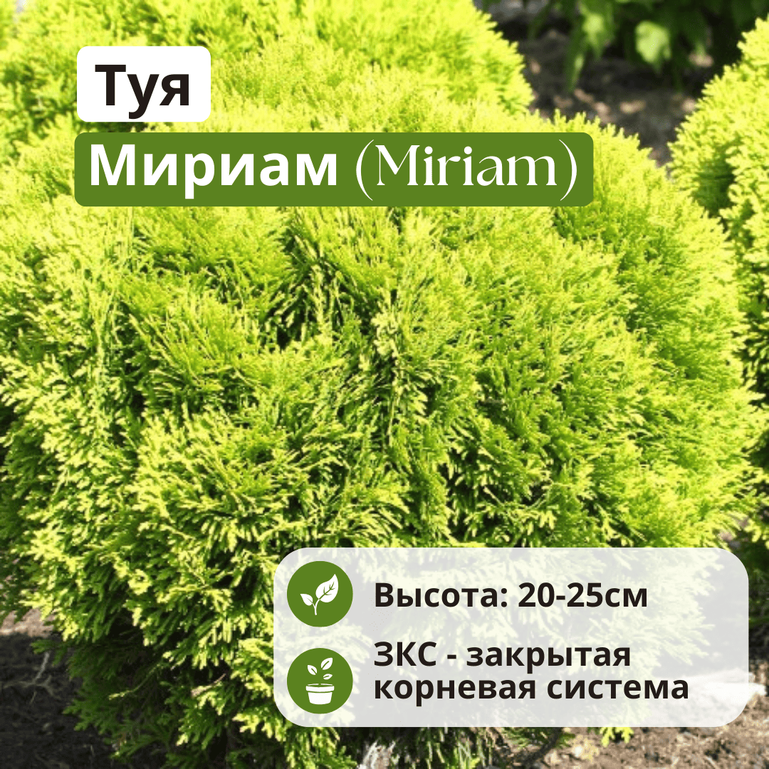 Туя Мириам (Miriam) западная С3 20-25 см Туя Мириам (Miriam) западная С3 20-25 см
