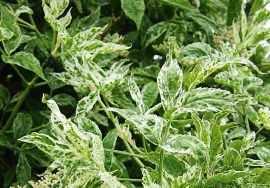 Бузина Ева C3 Бузина Ева C3