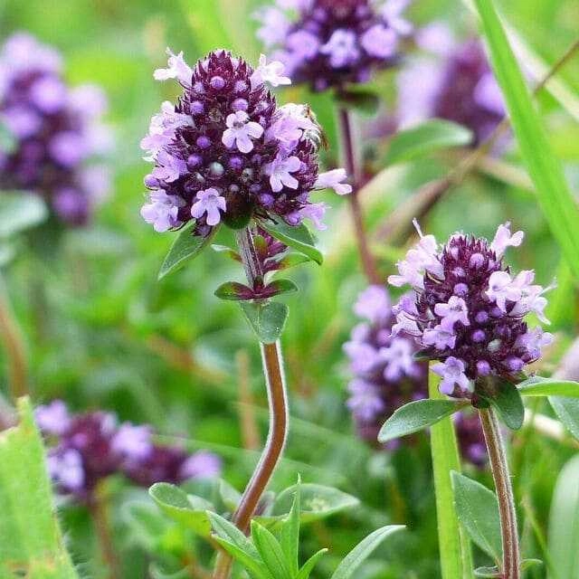 Чабрец С2 Чабрец С2