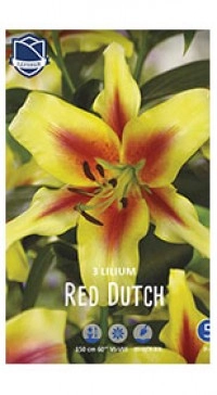 Лилия Double Red Dutch