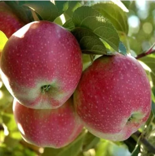 Яблоня Альва (однолетка) Яблоня Альва (однолетка)