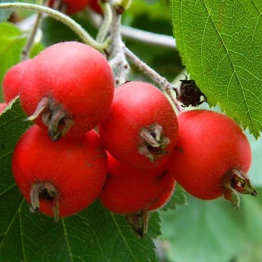 Боярышник крупноплодный Боярышник крупноплодный