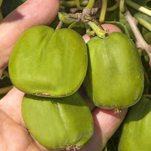 Актинидия Чанг Бай Джиант (Chang Bai Giant) женская C3 Актинидия Чанг Бай Джиант (Chang Bai Giant) женская C3