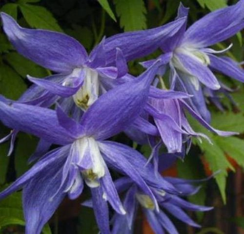 Клематис Княжик Лагуна Клематис Княжик Лагуна