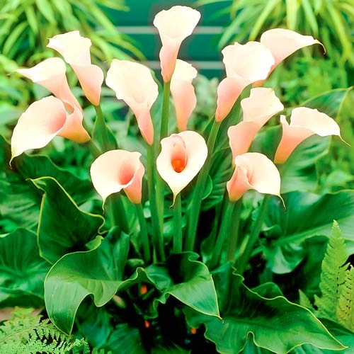 Калла Parfait (уп. 1 шт) Калла Parfait (уп. 1 шт)