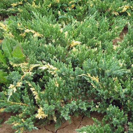 Можжевельник Экспанса Вариегата (Expansa Variegata) C3 40+