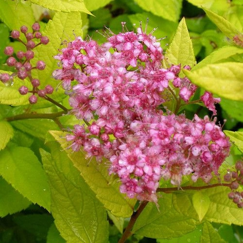 Спирея Goldmound 20-30 см Спирея Goldmound 20-30 см