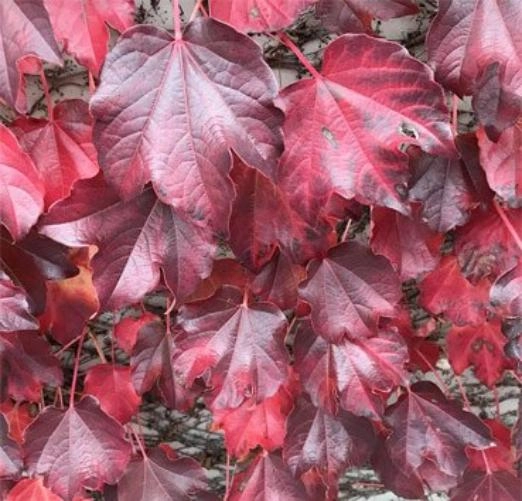 Виноград девичий Diamond Mountains Виноград девичий Diamond Mountains