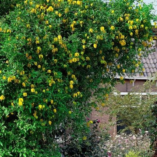 Клематис Тангутский многолетник, 10 шт (Ред.сем) Клематис Тангутский многолетник, 10 шт (Ред.сем)