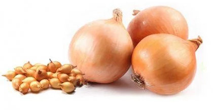 Лук-севок Стурон, 1 кг