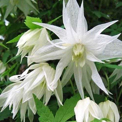 Клематис Княжик Альбина Плена Клематис Княжик Альбина Плена