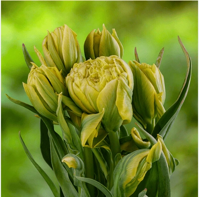 Тюльпан Emerald Star (5 шт. в уп.) Тюльпан Emerald Star (5 шт. в уп.)