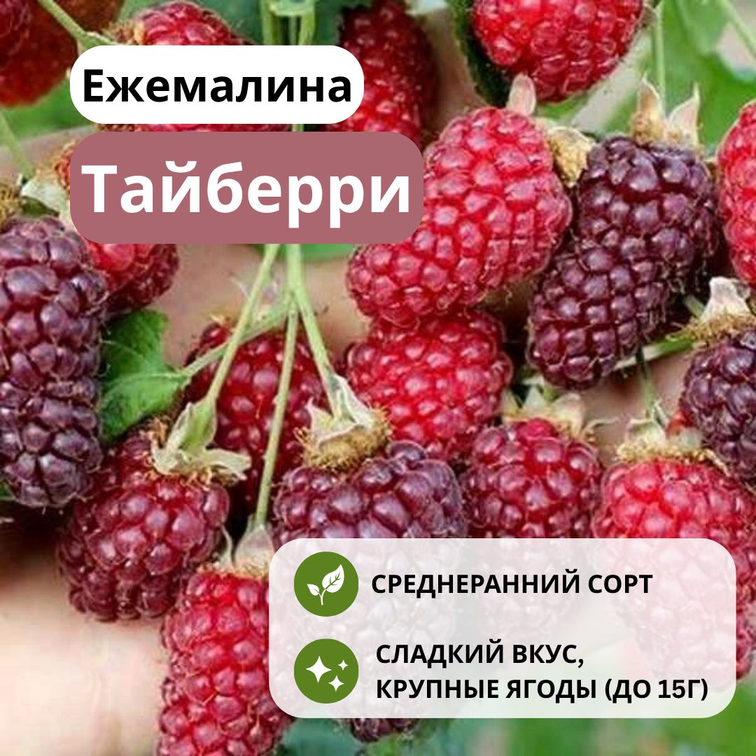 Ежемалина Тайберри С3 Ежемалина Тайберри С3