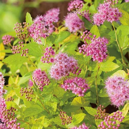 Спирея Golden Princess японская 20 см d.30 см Спирея Golden Princess японская 20 см d.30 см