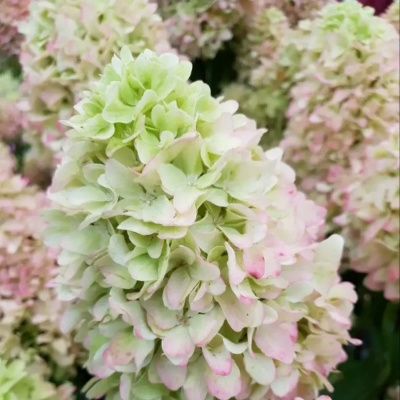 Гортензия Little Frize (Литл Фрайз) метельчатая 3-хлетка