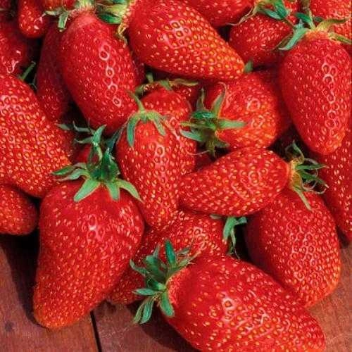 Клубника Лючия Клубника Лючия