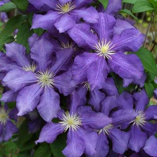 Клематис Лютер Бербанк Клематис Лютер Бербанк