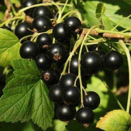 Смородина черная Бен Конан С3 Смородина черная Бен Конан С3