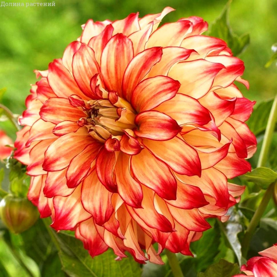 Георгина Lady Darlene (уп. 1 шт) Георгина Lady Darlene (уп. 1 шт)