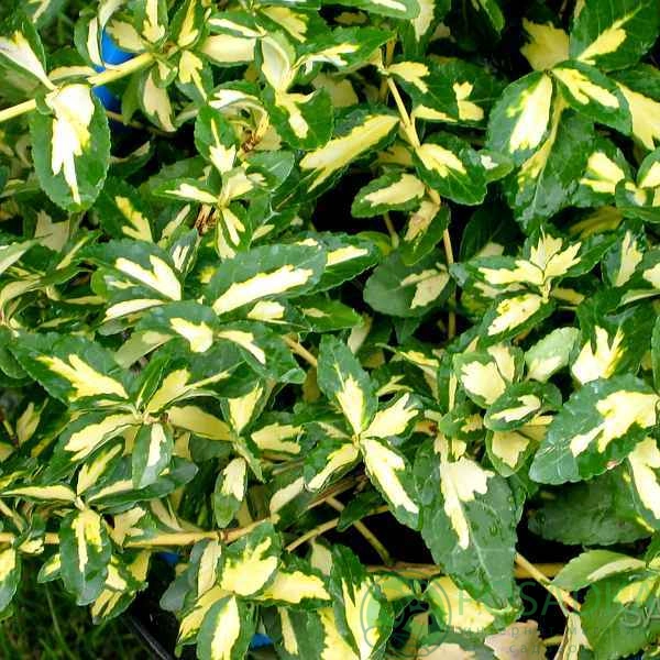 Бересклет Форчуна Санспот Бересклет Форчуна Санспот