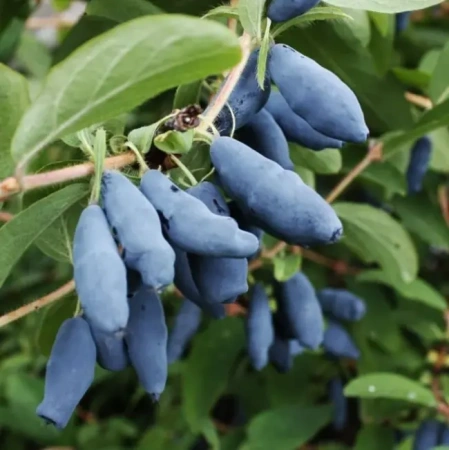 Жимолость Богатырь съедобная С3