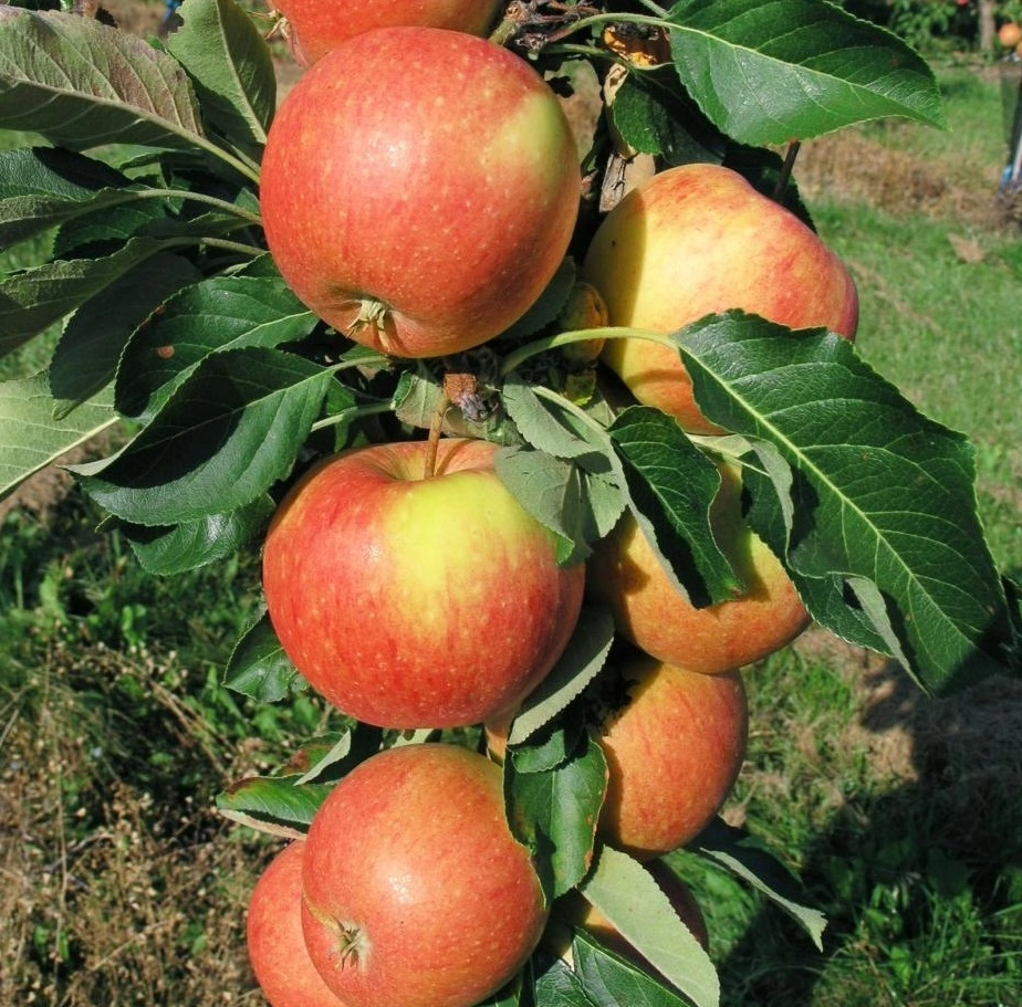 Яблоня Триумф (колоновидная) Яблоня Триумф (колоновидная)