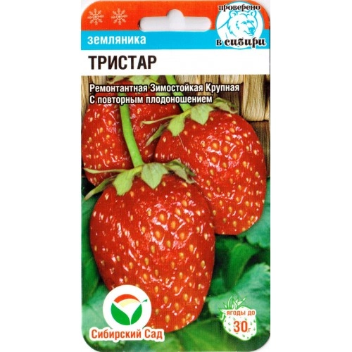 Клубника Тристар, 10 шт Клубника Тристар, 10 шт
