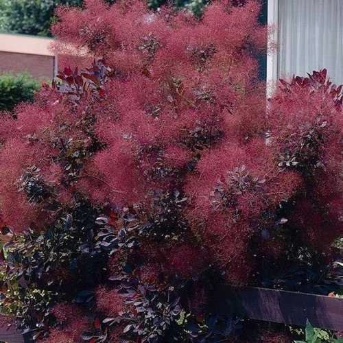 Скумпия Follis Purpureis кожевенная Скумпия Follis Purpureis кожевенная