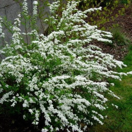 Спирея Arguta (таволга) С3 Спирея Arguta (таволга) С3