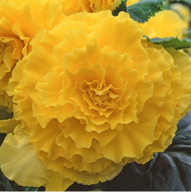 Бегония AmeriHybrid Ruffled Yellow (уп. 2 шт)
