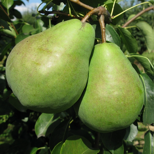 Груша Бере Люка (однолетка) Груша Бере Люка (однолетка)