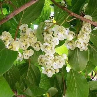 Актинидия Дон Жуан мужская Актинидия Дон Жуан мужская