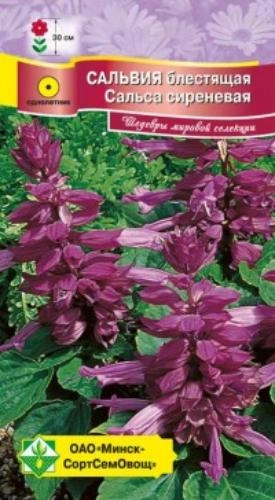 Сальвия блестящая Сальса сиреневая, 10 шт (МССО) Сальвия блестящая Сальса сиреневая, 10 шт (МССО)