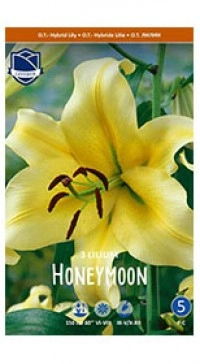 Лилия O.T. Honeymoon