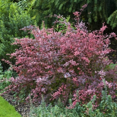 Барбарис Тунберга Rose Glow 60-80 см