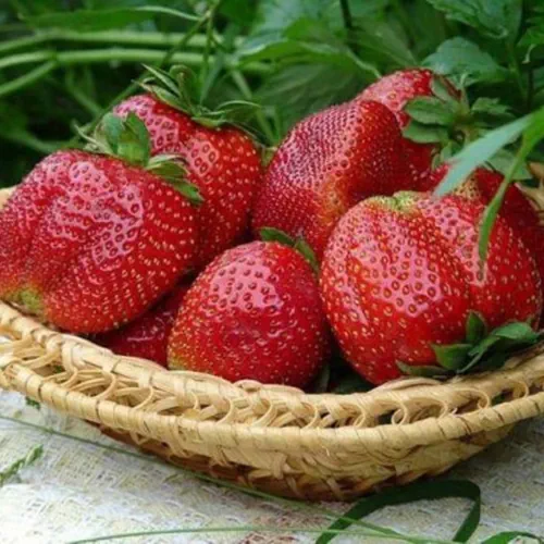 Клубника Олимпия Клубника Олимпия